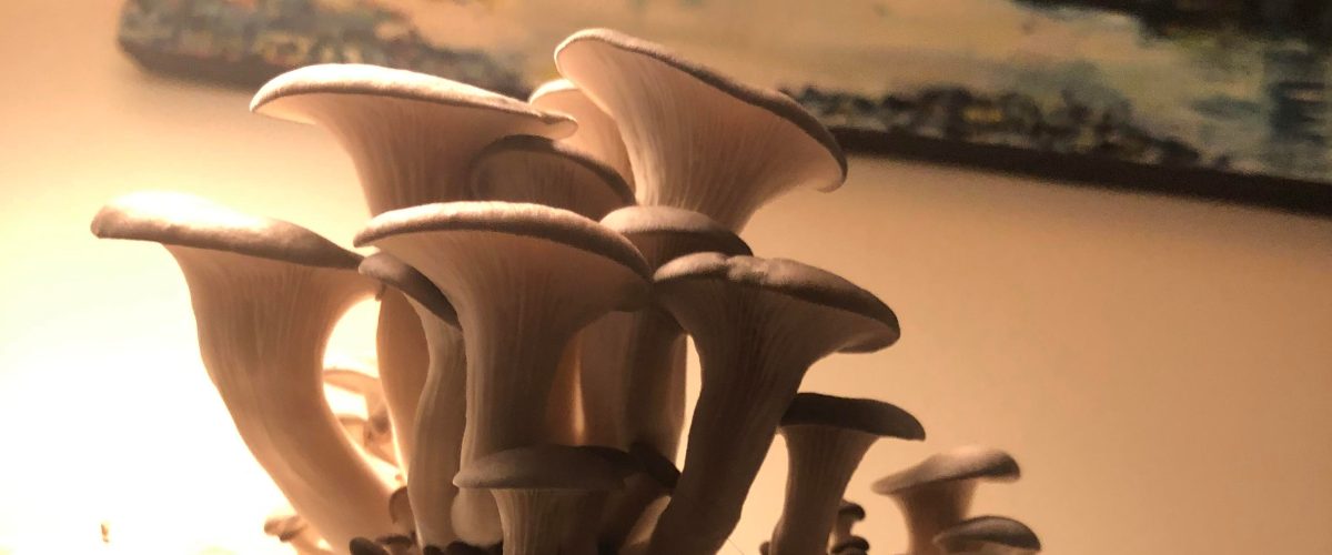 Wryesdale Mushrooms